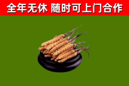 梨树烟酒回收冬虫夏草.jpg