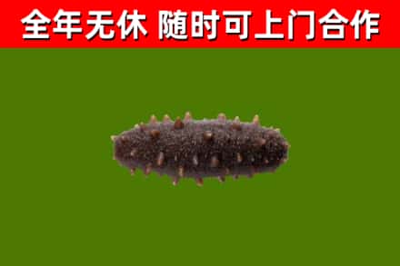 梨树烟酒回收干海参.jpg